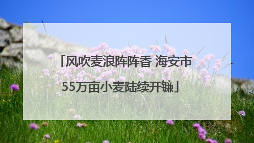 风吹麦浪阵阵香 海安市55万亩小麦陆续开镰
