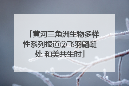 黄河三角洲生物多样性系列报道②飞羽翩跹处 和美共生时