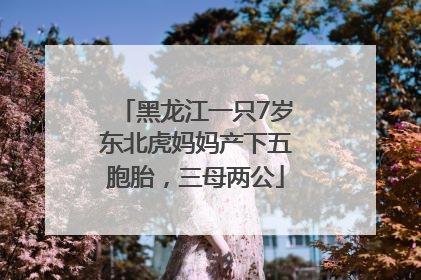 黑龙江一只7岁东北虎妈妈产下五胞胎，三母两公
