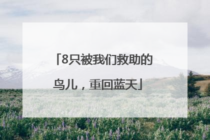 8只被我们救助的鸟儿，重回蓝天